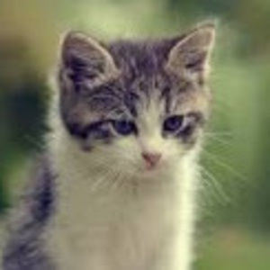 Meet your Posher, Adlyn